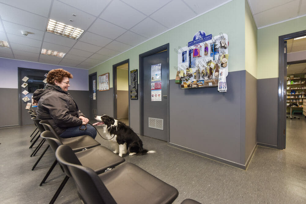 Yeoman Shield is Top Dog at Cestria Vets