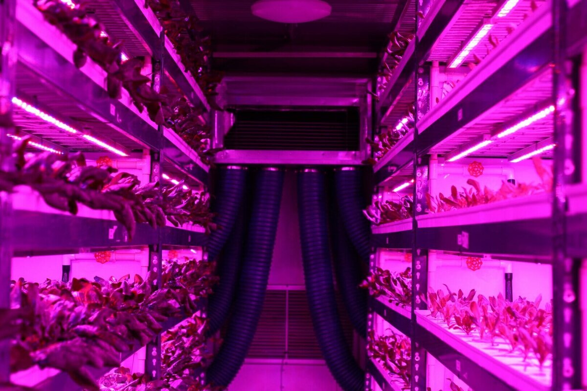 Bradbrook Consulting appointed to design and develop the world’s largest vertical farm