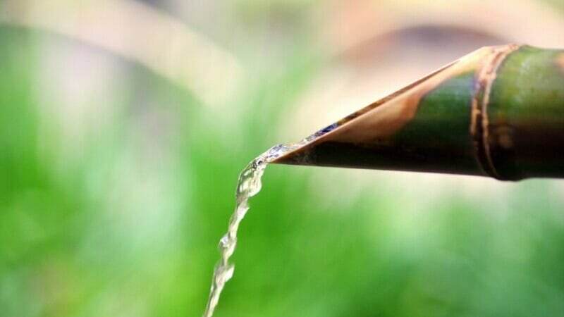 What Is Biophilic Design and Why Is It Trending for 2022?