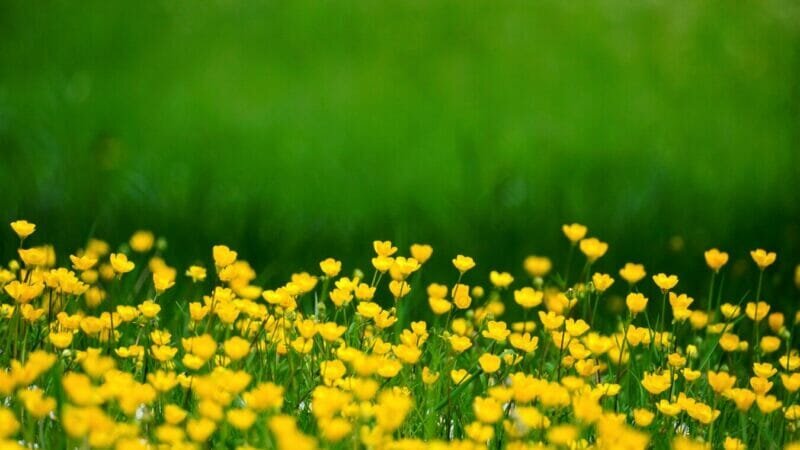 Have You Got the Ideal Home Garden?