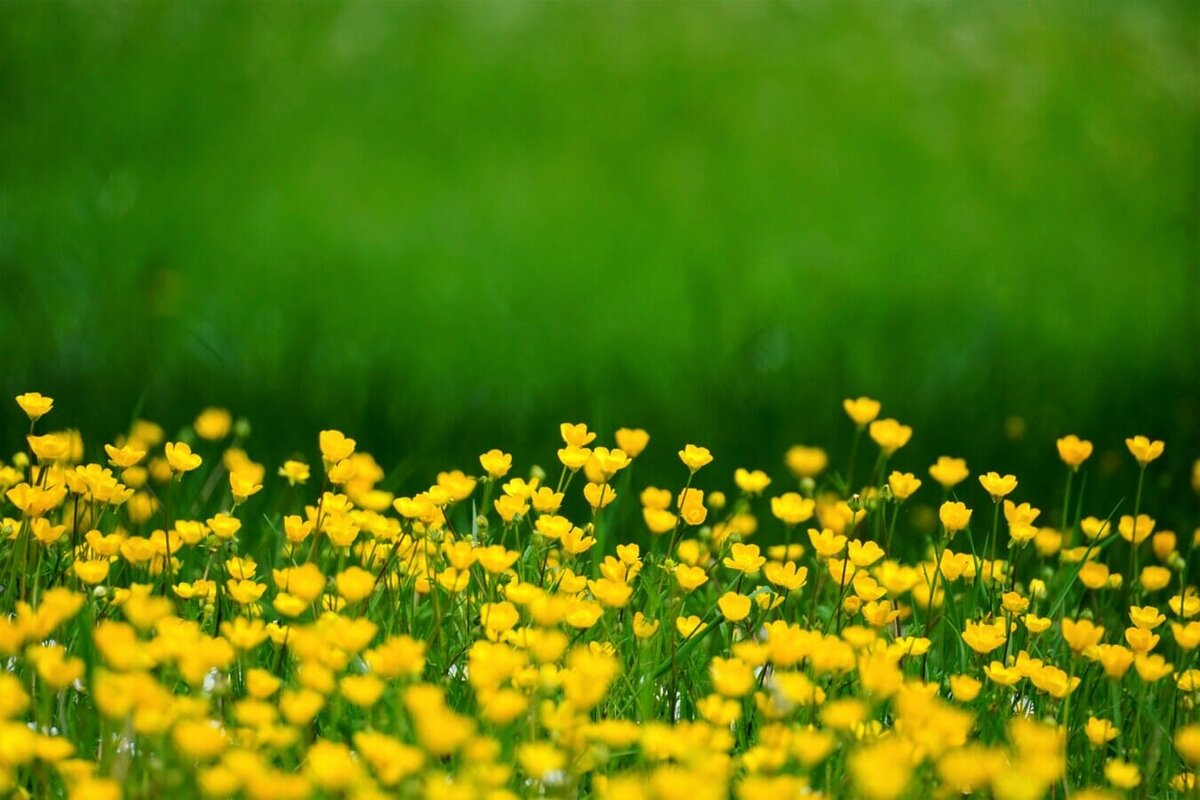 Have You Got the Ideal Home Garden?