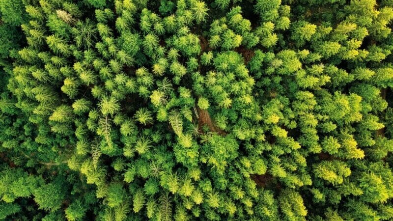 BUILDING GREENER HOMES SAFELY