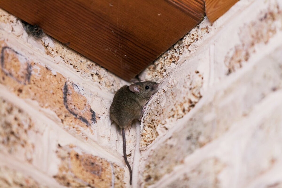 The Importance of professional rodent removal on building sites