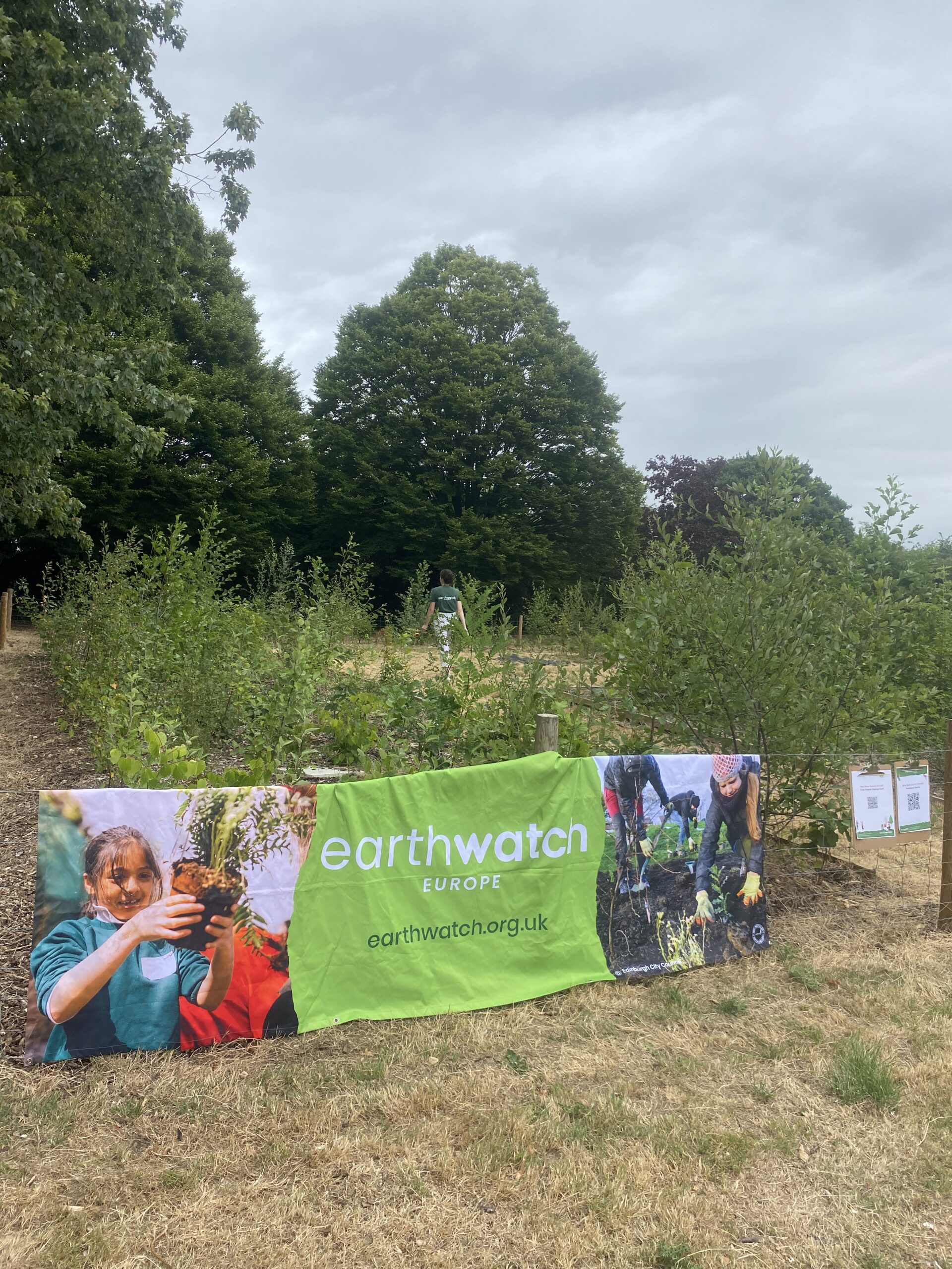 Tiny Forest planted in Haringey to provide miniature woodland for local community and wildlife