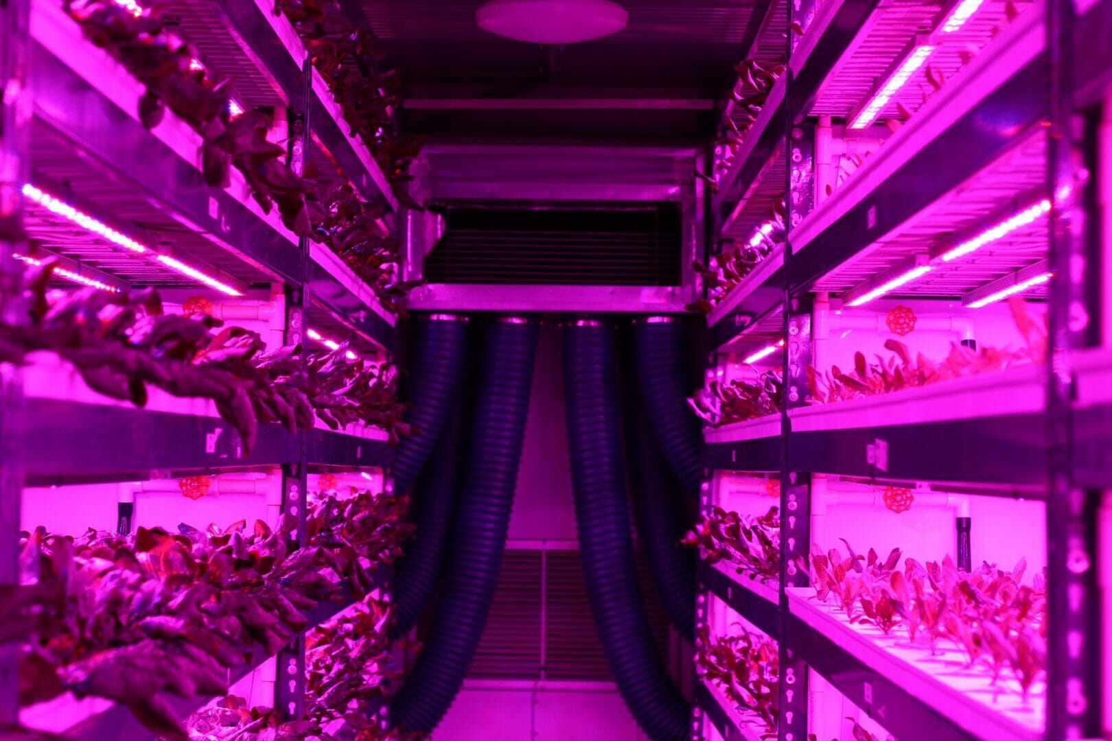 Bradbrook Consulting appointed to design and develop the world’s largest vertical farm