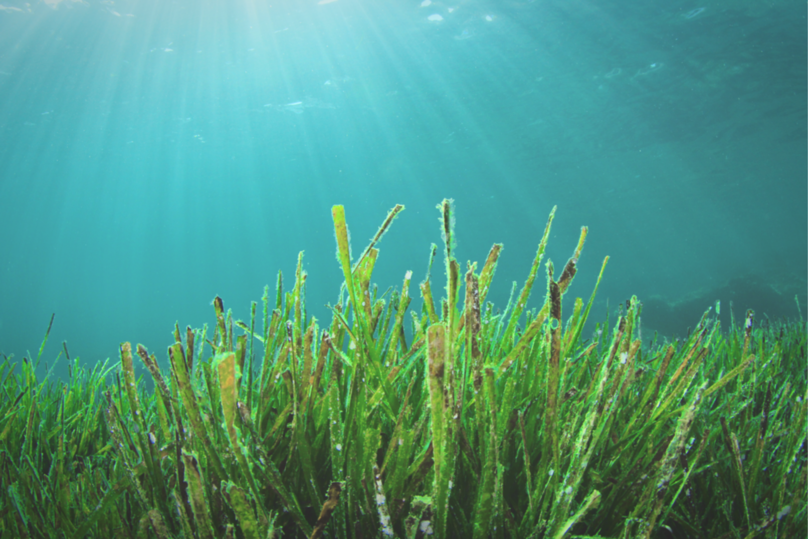 SALIX SEAGRASS SEEDS RECOVERY PROJECT WINS OFWAT’S INNOVATION IN WATER CHALLENGE @SalixBio
