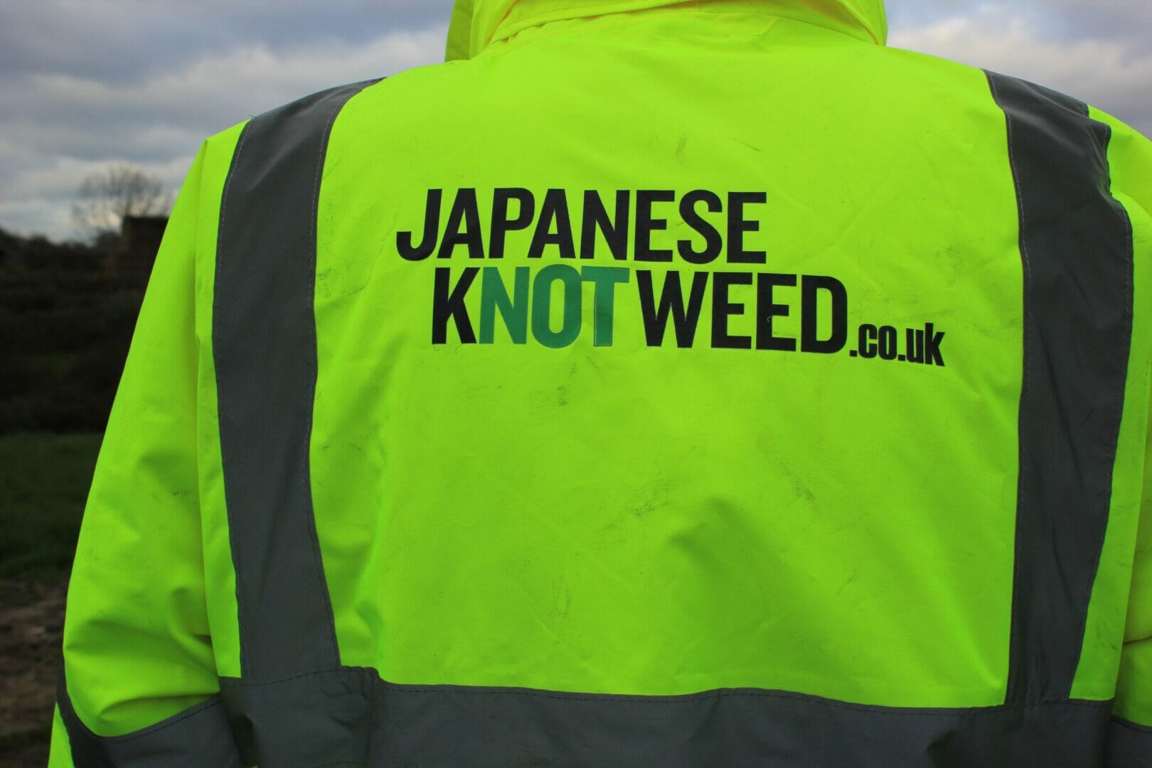 Japanese Knotweed: It’s Knot to be Ignored
