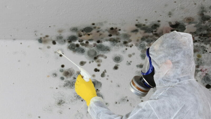 Professional Mould Cleaning on Building Projects