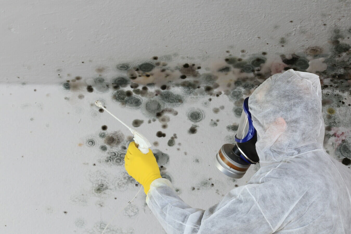 Professional Mould Cleaning on Building Projects